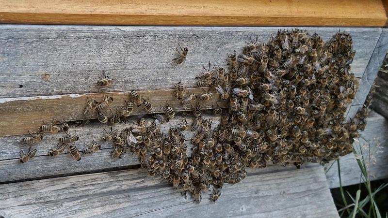 Bienenbart bei Hitze im Bienenstock: dicht gedrängte Bienen an der Vorderwand einer Beute