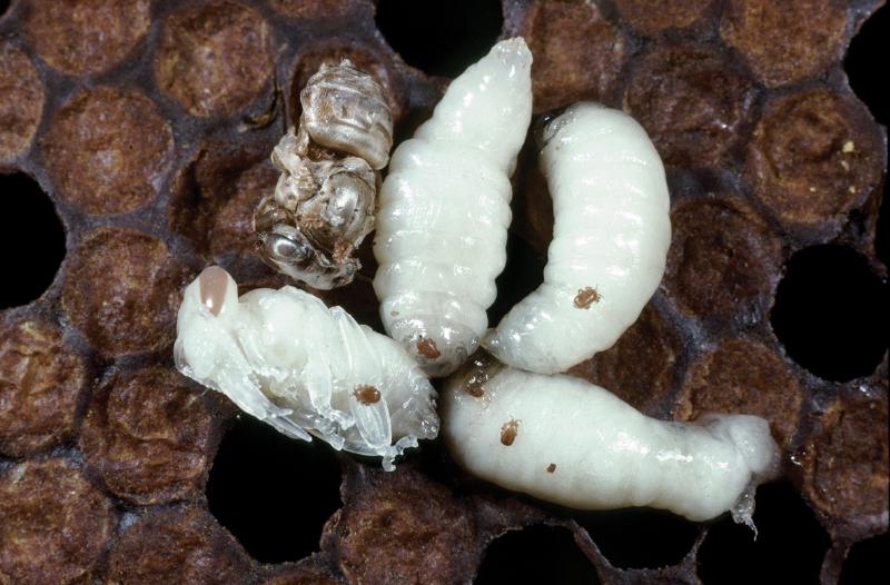 Tropilaelaps-Milbe: mehrere Milben auf weißen Bienenlarven in einer Brutwabe, oben links eine verkrüppelte Puppe